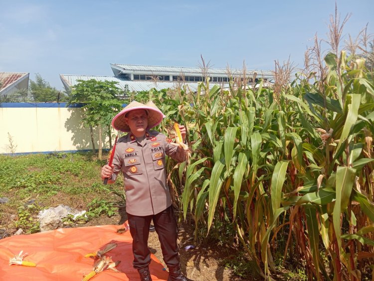 Polsek Batu Ampar Panen Raya Jagung Kuartal IV, Wujud Nyata Dukungan Swasembada Pangan 2025