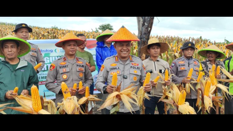 Polresta Barelang Gelar Panen Raya Jagung Kuartal IV Dukung Swasembada Pangan Tahun 2025 di Setokok