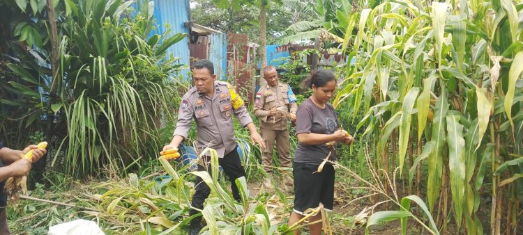 Polsek Batu Ampar Gelar Panen Raya Jagung Serentak Kuartal IV Dukung Swasembada Pangan 2025