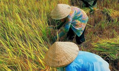 Pemerintah Akselerasi Swasembada Pangan di IKN, Targetkan Kemandirian Nasional 2026