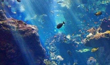 Booming "Blue Economy": Sektor Perikanan Modern Jadi Incaran Investor dan Penopang Ekonomi Nasional