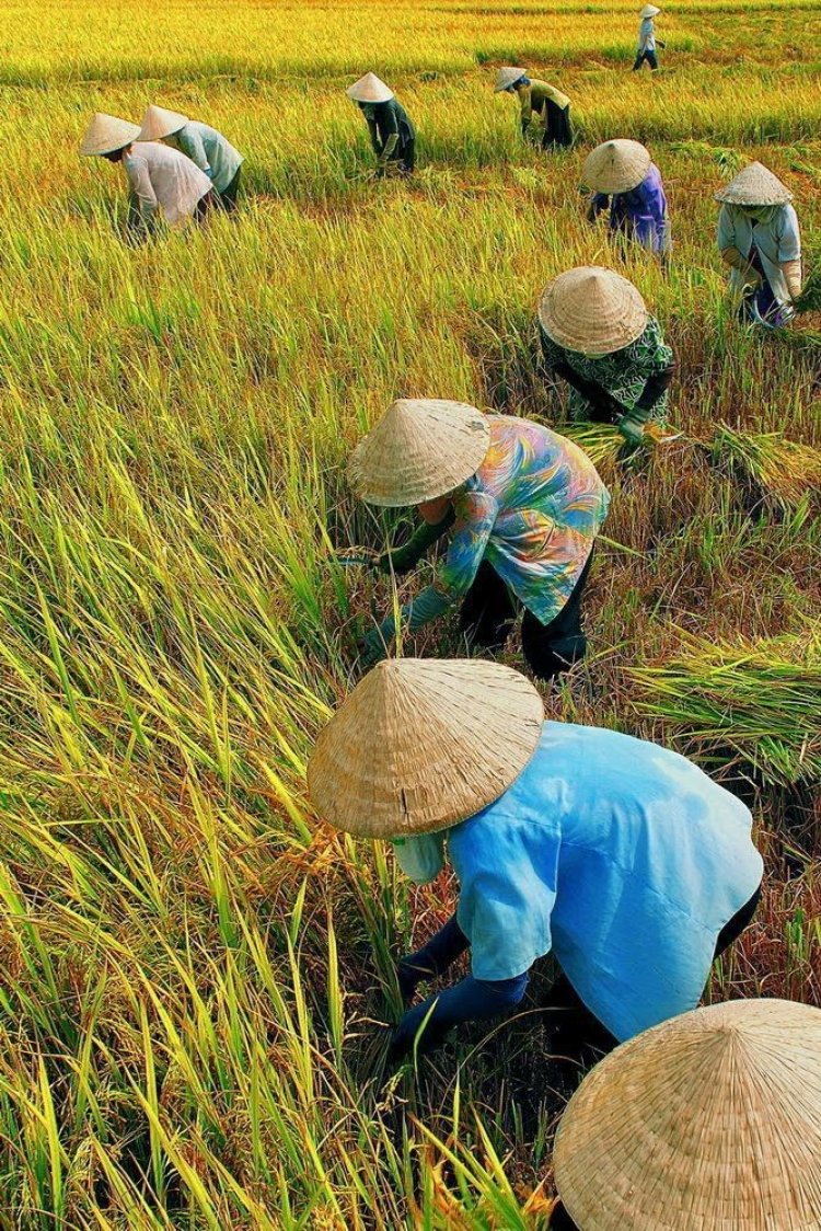 Pemerintah Akselerasi Swasembada Pangan di IKN, Targetkan Kemandirian Nasional 2026