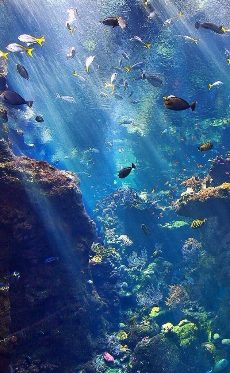 Booming "Blue Economy": Sektor Perikanan Modern Jadi Incaran Investor dan Penopang Ekonomi Nasional