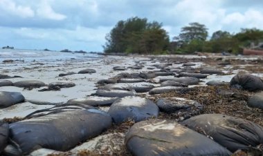 Nelayan Geram, Pemerintah Dinilai Lamban Tangani Pencemaran Minyak Hitam di Bintan