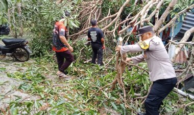 Rumah Warga Kelumu Tertimpa Pohon, Polisi Bergerak Cepat