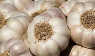 Harga Bawang Putih Turun Tipis, Bulog Batam Terus Pantau Pasar