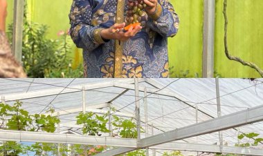 Disela Kesibukan Reses, Anggota DPD RI Ismeth Abdullah Tinjau Kebun Anggur di Desa Tembeling