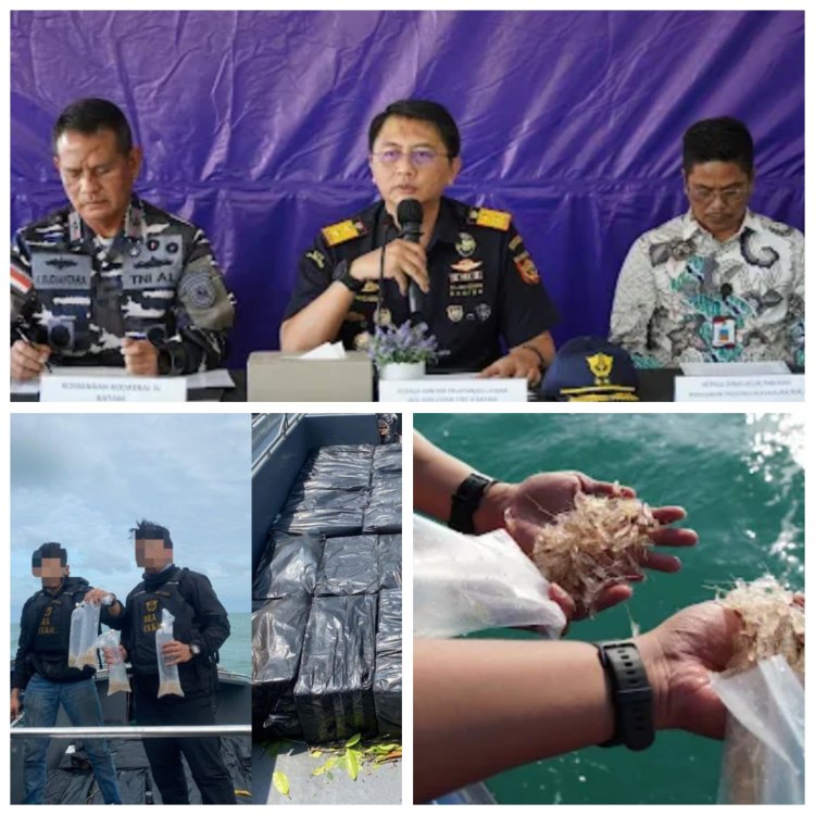 Gagalkan Penyelundupan 231 Ribu Benih Bening Lobster, Bea Cukai Batam Lepasliarkan BBL di Perairan Kepri