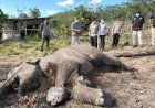 Pemilik Lahan Jadi Tersangka Kasus Kematian Anak Gajah di TN Tesso Nilo