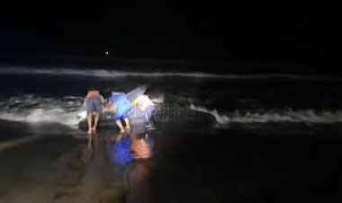 Geger! Penemuan Ikan Raksasa Terdampar di Pantai Selatan Yogyakarta