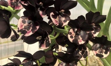 Penemuan Spesies Bunga Baru di Gunung Leuser: Mirip Bunga Bangkai Mini