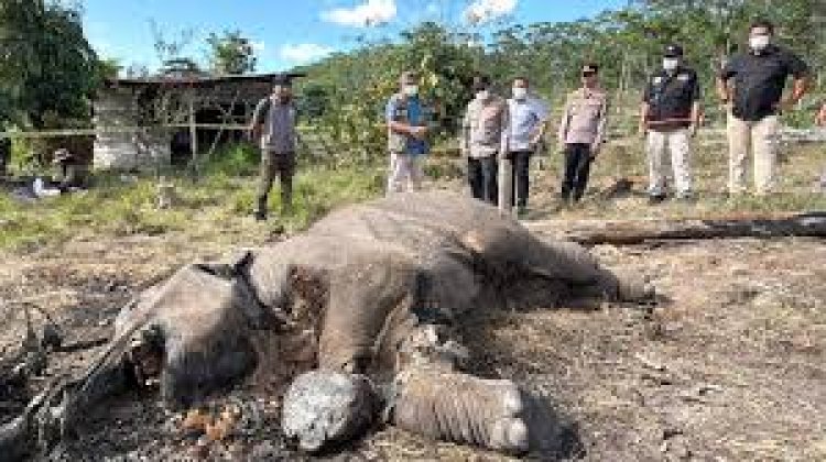 Pemilik Lahan Jadi Tersangka Kasus Kematian Anak Gajah di TN Tesso Nilo
