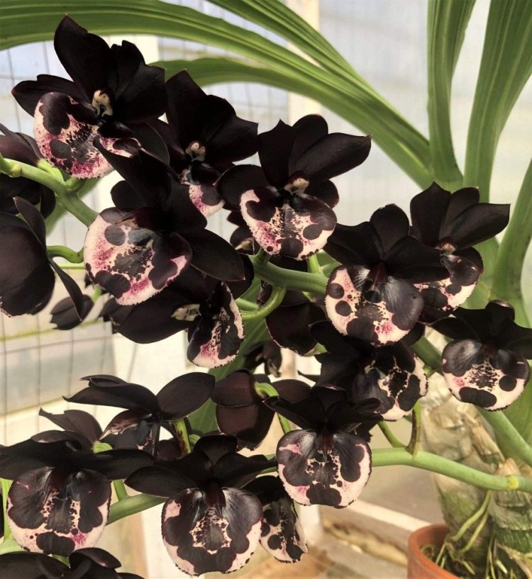 Penemuan Spesies Bunga Baru di Gunung Leuser: Mirip Bunga Bangkai Mini