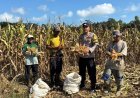 Bhabinkamtibmas Singkep Barat Dampingi Panen Jagung, Dukung Ketahanan Pangan di Lingga