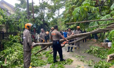 RESPON CEPAT BRIMOB POLDA KEPRI EVAKUASI POHON TUMBANG TIMPA RUMAH WARGA DI SAGULUNG