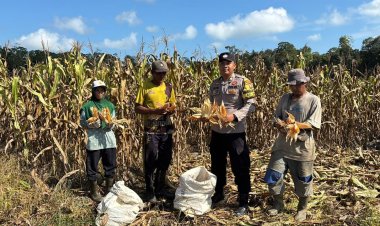 Bhabinkamtibmas Singkep Barat Dampingi Panen Jagung, Dukung Ketahanan Pangan di Lingga