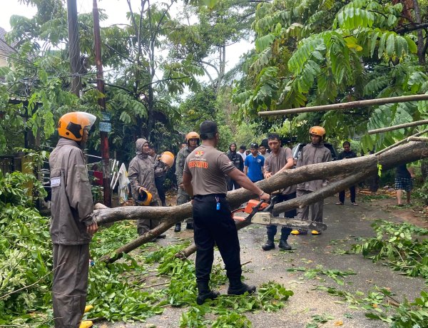 RESPON CEPAT BRIMOB POLDA KEPRI EVAKUASI POHON TUMBANG TIMPA RUMAH WARGA DI SAGULUNG