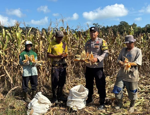 Bhabinkamtibmas Singkep Barat Dampingi Panen Jagung, Dukung Ketahanan Pangan di Lingga