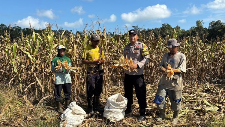 Bhabinkamtibmas Singkep Barat Dampingi Panen Jagung, Dukung Ketahanan Pangan di Lingga