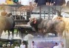 Kejari Batam Salurkan Hewan Qurban, Wujud Kepedulian Sosial dan Penguatan Silaturahmi di Hari Raya Idul Adha 1447 H