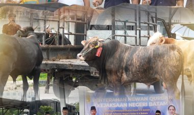 Kejari Batam Salurkan Hewan Qurban, Wujud Kepedulian Sosial dan Penguatan Silaturahmi di Hari Raya Idul Adha 1447 H