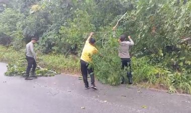 Respons Cepat Polsek Singkep Barat Bersihkan Material Pohon Tumbang
