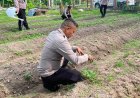 Ketahanan Pangan Dimulai dari Pekarangan Lestari
