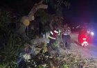 Patroli Siaga Bencana Samapta Polres Karimun, Pohon Tumbang di Bukit Sidomulyo Berhasil Ditangani