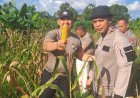 Polsek Sekupang Panen Jagung Pipil Kuartal II Tahun 2026, Dukung Ketahanan Pangan Program Asta Cita Presiden