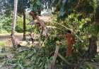 Respons Cepat Polsek Daik Lingga, Pohon Tumbang di Selayar Langsung Dievakuasi