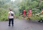 Sinergi Polsek Dabo, Damkar dan Warga Pulihkan Akses Jalan Pasca Pohon Tumbang