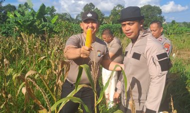 Polsek Sekupang Panen Jagung Pipil Kuartal II Tahun 2026, Dukung Ketahanan Pangan Program Asta Cita Presiden