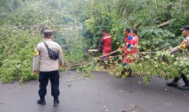 Sinergi Polsek Dabo, Damkar dan Warga Pulihkan Akses Jalan Pasca Pohon Tumbang