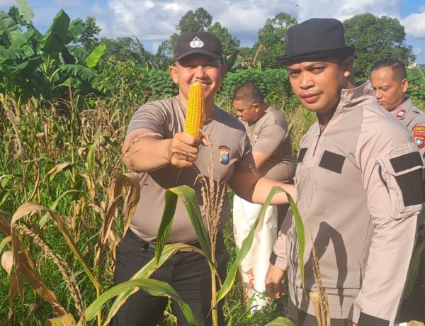 Polsek Sekupang Panen Jagung Pipil Kuartal II Tahun 2026, Dukung Ketahanan Pangan Program Asta Cita Presiden