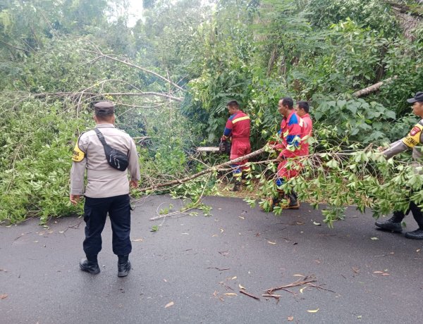 Sinergi Polsek Dabo, Damkar dan Warga Pulihkan Akses Jalan Pasca Pohon Tumbang