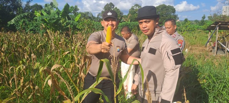Polsek Sekupang Panen Jagung Pipil Kuartal II Tahun 2026, Dukung Ketahanan Pangan Program Asta Cita Presiden