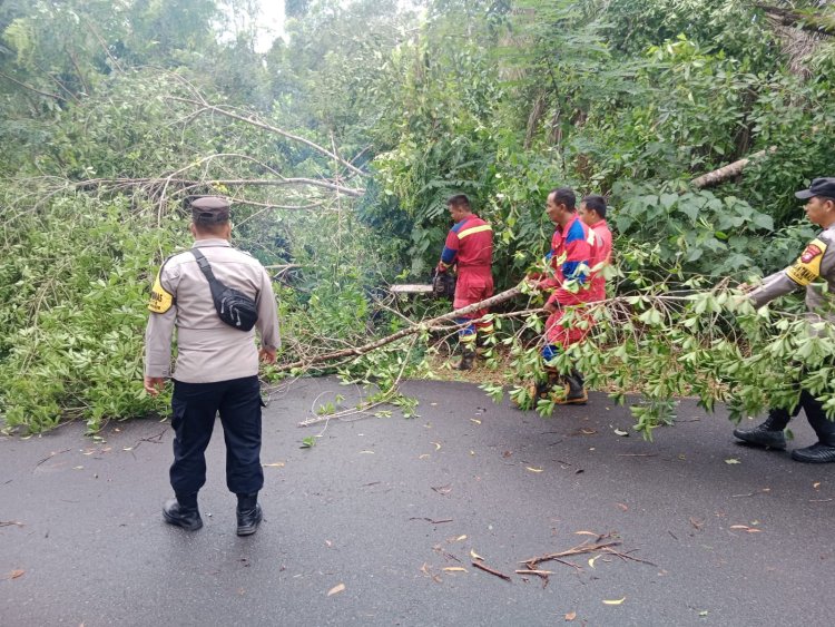 Sinergi Polsek Dabo, Damkar dan Warga Pulihkan Akses Jalan Pasca Pohon Tumbang