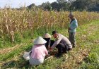 Bhabinkamtibmas Hadir di Tengah Petani, Panen Jagung 3 Ton di Desa Bukit Belah Perkuat Swasembada Pangan