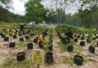 Personel Polres Lingga Rawat Lahan Ketahanan Pangan, Wujud Nyata Dukung Swasembada Pangan Nasional