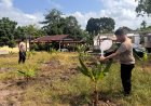 Polsek Dabo Singkep Tingkatkan Perawatan Tanaman Pisang untuk Hasil Panen Optimal