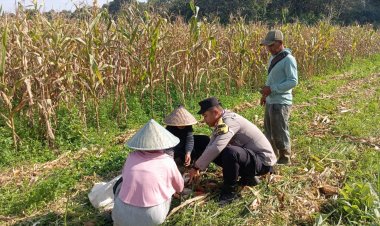 Bhabinkamtibmas Hadir di Tengah Petani, Panen Jagung 3 Ton di Desa Bukit Belah Perkuat Swasembada Pangan