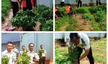 Panen Raya Kangkung di Lapas Batam, WBP Dibekali Keterampilan Agribisnis dan Dukung Dapur Sehat