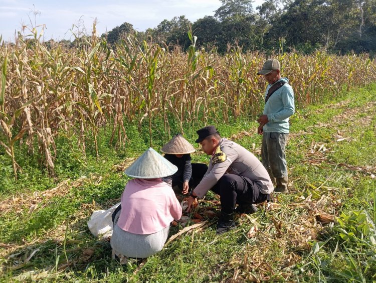 Bhabinkamtibmas Hadir di Tengah Petani, Panen Jagung 3 Ton di Desa Bukit Belah Perkuat Swasembada Pangan