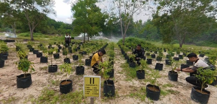 Personel Polres Lingga Rawat Lahan Ketahanan Pangan, Wujud Nyata Dukung Swasembada Pangan Nasional