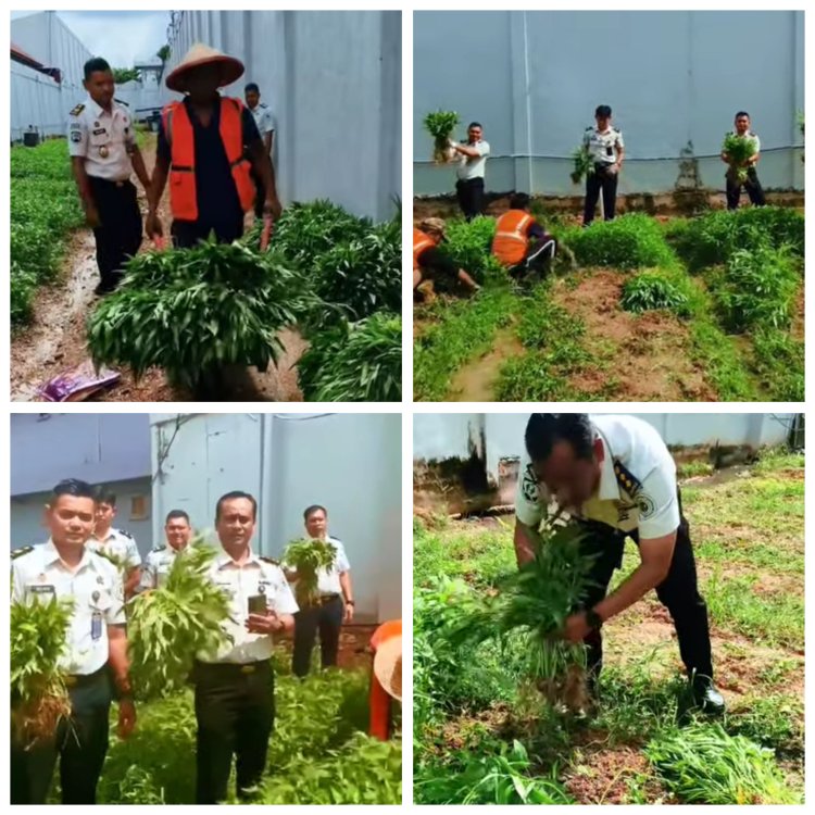 Panen Raya Kangkung di Lapas Batam, WBP Dibekali Keterampilan Agribisnis dan Dukung Dapur Sehat