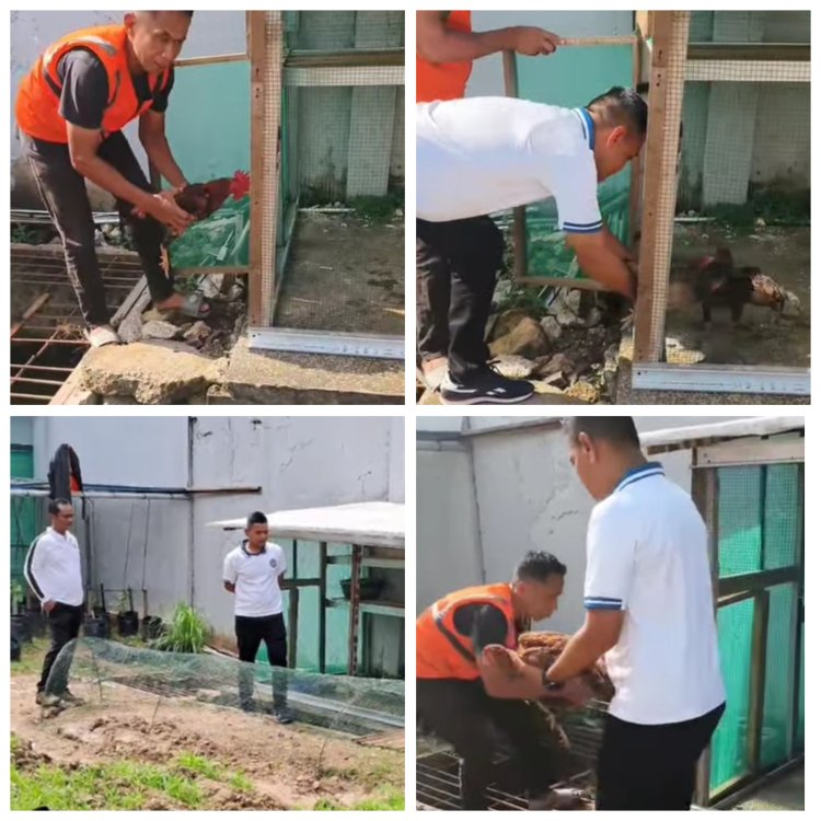Bekali WBP dengan Keterampilan Beternak, Lapas Kelas IIA Batam Kembangkan Program Peternakan Ayam Umbaran