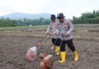 Polres Lingga Dorong Produktivitas Pertanian melalui Penanaman Jagung Pipil di Lahan 3,5 Hektare