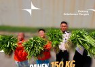 Panen 150 Kilogram Kangkung dan Sawi, Rutan Dorong Kemandirian Warga Binaan