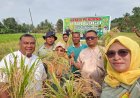 Padi Gogo Inpari 34 Berhasil Dipanen di Karimun, Bukti Sawah Tak Lagi Jadi Mimpi