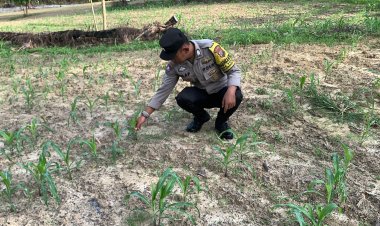 Dukung Program Ketahanan Pangan Nasional, Brigadir Steven Silap, S.H., Monitoring Perkembangan Lahan Jagung Warga